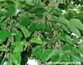 HIMALAYAN MULBERRY
